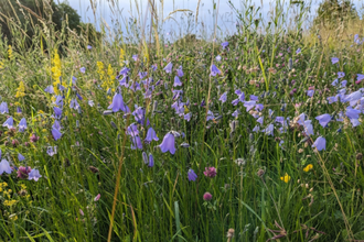 Harebells at Herrington Hill Nature Reserve