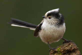 Long tailed tit