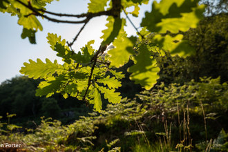 oak tree next to two logos