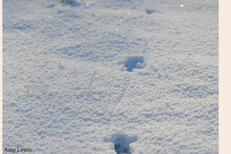 snow tracks next to two logos