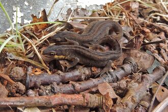 newts next to two logos