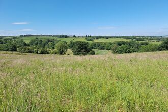 Wide green hills under a clear blue sky, with tall grass in the foreground and scattered trees across the landscape.