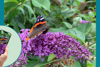 A red admiral butterfly rests on a purple buddleia flower while someone photographs it with a smartphone, the butterfly shown in focus on the phone screen.