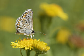 Common blue on fleabane