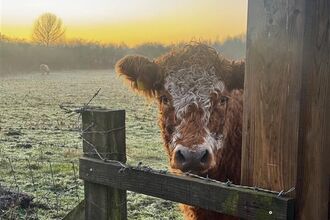 Highland Cow at Rainton Meadows