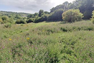 A sunlit meadow filled with tall green grasses and clusters of purple and yellow wildflowers, bordered by trees with rolling hills and a few distant houses under a partly cloudy sky.