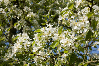 Pear blossom against blue sky.