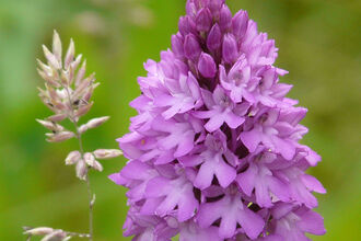 Pyramidal Orchid