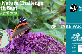graphic promoting city nature challenge
