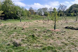 A grassy field with rows of newly planted young trees, each surrounded by a circular patch of mulch and a protective guard around the trunk. The ground is uneven with dry grass and small soil mounds. Behind the planting area, mature trees and shrubs form a dense green backdrop under a partly cloudy sky.