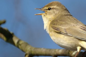 Pale bird on branch with beak open as if singing and blue sky through the branches.