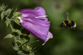 A bumblebee hovers beside a purple bell-shaped flower, its wings blurred in motion as it approaches the bloom.