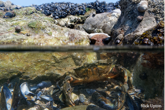 A split-level coastal scene showing barnacle‑ and mussel‑covered rocks above the waterline, while below the surface a crab sits among mussels and seaweed in a clear tidal pool. Logos for Durham Wildlife Trust and Sunderland City Council appear on the right, along with a photo credit to Nick Upton.