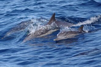 Dolphins just breaching the surface of the sea