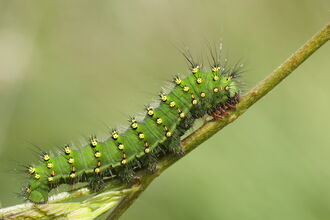 Emperor moth caterpillar