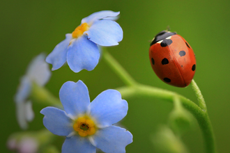 Ladybird on forget-me-not
