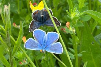Common Blue Butterflies - male and female