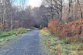A quiet woodland path lined with bare trees on a crisp autumn or early winter day. The gravel trail winds forward through the woodland, bordered by frosty grass and brown ferns, with soft sunlight filtering through the branches and a pale blue sky peeking above. 