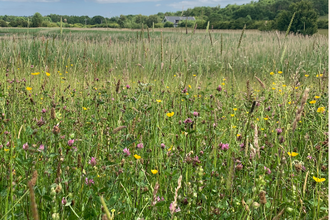 A summer meadow filled with tall grasses and wildflowers, including yellow buttercups and purple clover, stretches toward a line of trees under a partly cloudy sky. On the right, logos for Durham Wildlife Trust and Sunderland City Council, supported by Coalfield Area Committee, highlight local conservation partnership.
