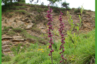 Two tall, slender stems of dark purple flowers rise from a grassy slope beneath a rocky cliff. The blossoms are small and densely packed along each stem. Behind them, layers of exposed rock and sparse greenery climb toward the top of the ridge, where a few shrubs and trees grow against an overcast sky. The scene captures wildflowers thriving in a rugged, natural landscape.