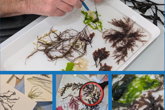 A collage showing seaweed identification and preservation. The main photo features a hand using tweezers to arrange green and brown seaweed specimens in a white tray. Below, three smaller images show pressed seaweed samples on paper, a close-up of red and brown algae with one circled in red, and a detailed view of green and brown seaweed pieces on a white surface.