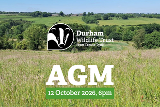 A wide countryside view with rolling green hills and a grassy meadow under a clear blue sky. In the centre, the Durham Wildlife Trust logo featuring a black-and-white badger is displayed above bold white text reading “AGM.” Below, a green banner states “12 October 2026, 6pm.” The image promotes the trust’s Annual General Meeting, set against a scenic natural backdrop.