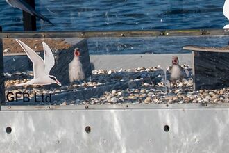 wo fluffy tern chicks stand on a pebble-covered floating platform enclosed by clear panels. The platform sits on calm blue water and features a printed image of an adult tern with the text “GFB Ltd.” The chicks face forward, mouths open, appearing to call out, while a flying bird passes above.