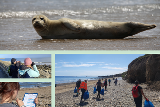 Collage showing marine conservation activities supported by Durham Wildlife Trust and Sea‑Changers. Top image: a seal resting on a beach in sunlight. Below: people watching wildlife with binoculars, a volunteer recording data on a beach, and a group collecting litter along a rocky shoreline. Logos for Durham Wildlife Trust (badger icon) and Sea‑Changers (orange dolphin) appear on the right against a pale green background.