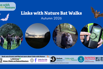 Montage of bat photos