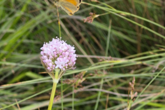 A small orange and brown butterfly hovers near a pale pink flower cluster on a tall stem. The background is filled with long green grass blades, creating a soft, natural meadow setting.