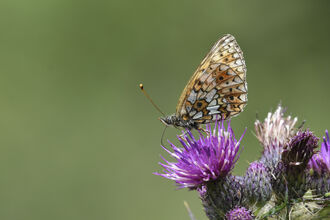 A close-up of a delicate orange and brown butterfly perched on a vibrant purple thistle flower. The butterfly’s wings are folded, showing intricate patterns of white, black, and orange spots. The thistle’s spiky green stems and vivid purple blooms stand out against a softly blurred green background, creating a calm, natural meadow scene.