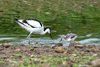 A black‑and‑white adult avocet wades in shallow water beside its fluffy grey chick. Both birds lean forward to probe the surface, surrounded by pebbles and green reflections from the water’s edge. The scene captures a calm feeding moment between parent and young in a natural wetland setting.