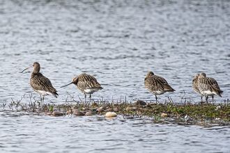 Five curlews stand on a narrow, grassy strip surrounded by calm water. Their long, down‑curved bills and mottled brown plumage are clearly visible as they rest and forage along the shoreline.