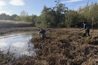 Two volunteers in waders clear reeds from a pond in bright autumn sunlight, surrounded by trees and a wooden boardwalk — part of wetland habitat restoration work.