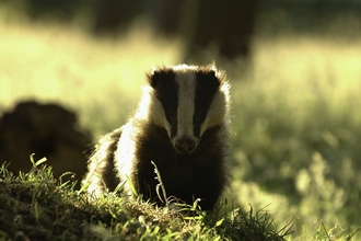 Badger 