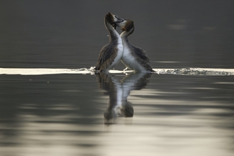 Two great crested grebes with chests pushed together in middle of lake