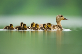 Duck and Ducklings