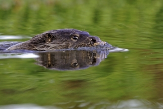 European Otter in river