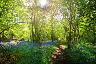 Bluebell Woods