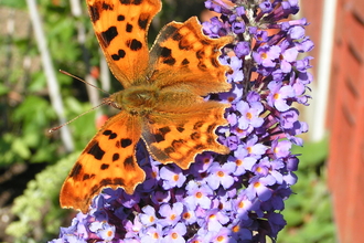 Comma Butterfly