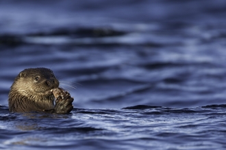 Otter swimming in the water
