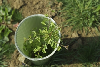 Sapling