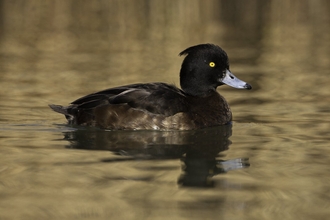 Tufted duck female