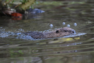 beaver in water