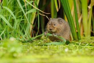 Water vole at edge of water eating grass