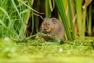 Water vole at edge of water eating grass