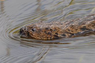 Water vole swimming