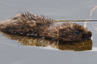 water vole swimming 