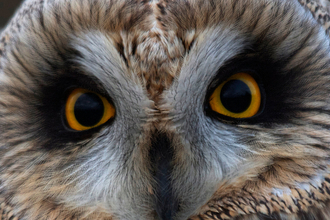 The eyes of a short eared owl