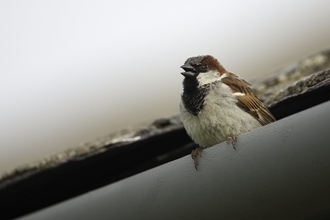 House sparrow